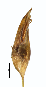 Spikelet of Rhynchospora tenuis Pedersen 7733 (NY03109027) Argentina 1