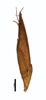 Spikelet of Rhynchospora waytii A. P. Duarte 5804 (NY00612920) Brazil 1