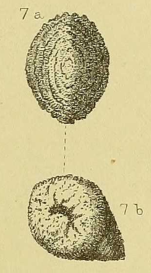 Valvulina cuneiformis Chapman, 1900