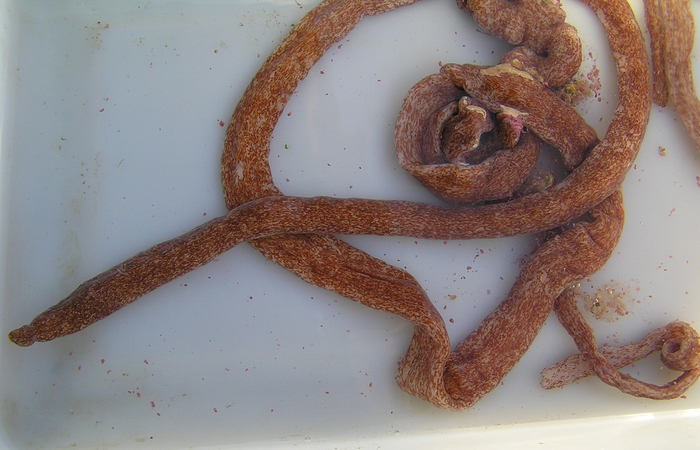 Holotype Holotype