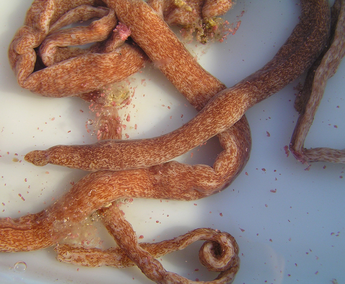 Holotype Holotype