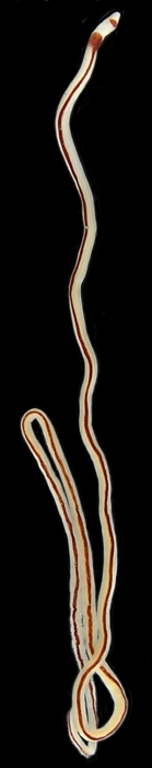 Specimen from Vietnam Specimen from Vietnam