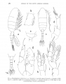 Crustacea (crustaceans)