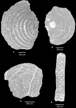 Nakkadyia awadi Ismail, Hussein-Kamel, Boukhary & Ghandour, 2009