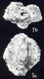 Dentostomina (?) confragosa McCulloch, 1981