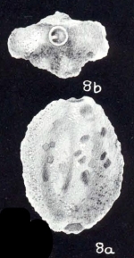 Quinqueloculina incrustata McCulloch, 1981