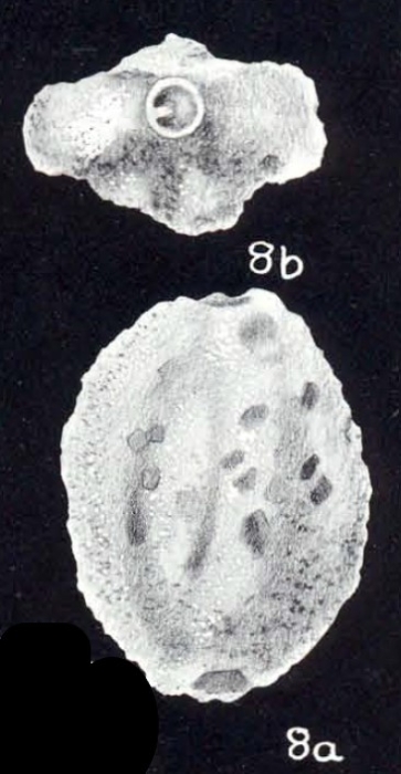 Quinqueloculina incrustata McCulloch, 1981