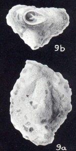 Quinqueloculina impolita McCulloch, 1981