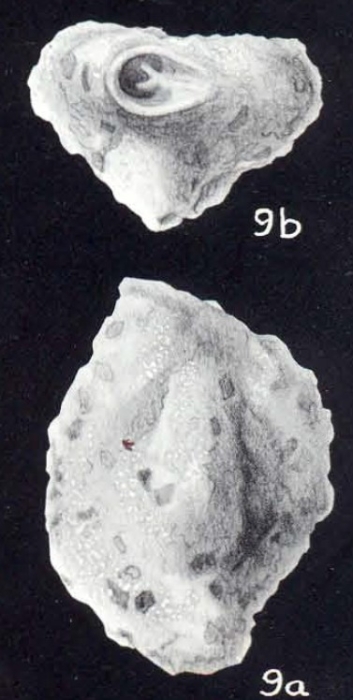 Quinqueloculina impolita McCulloch, 1981