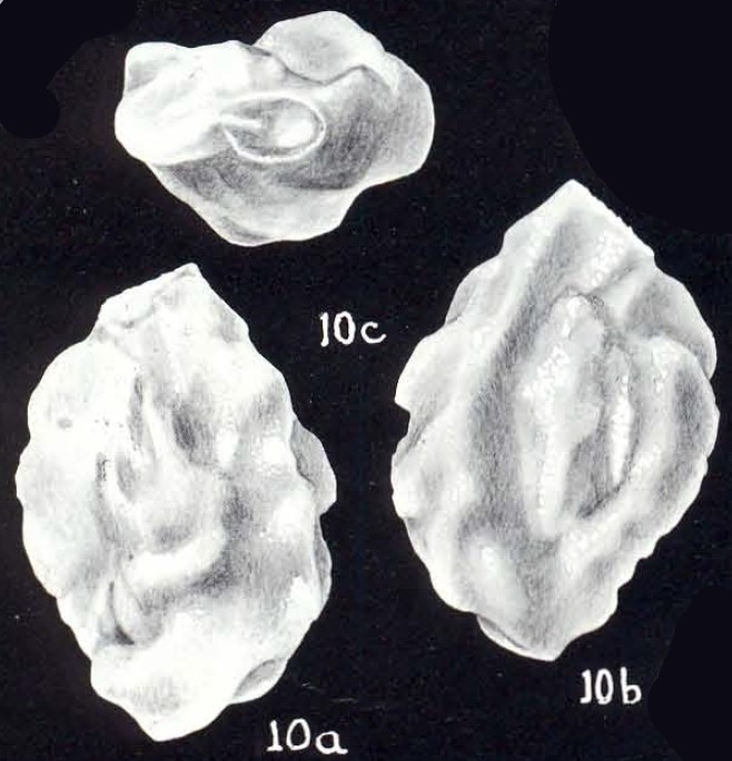 Quinqueloculina hortensae McCulloch, 1981