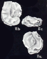 Triloculina (?) undosiformis McCulloch, 1981