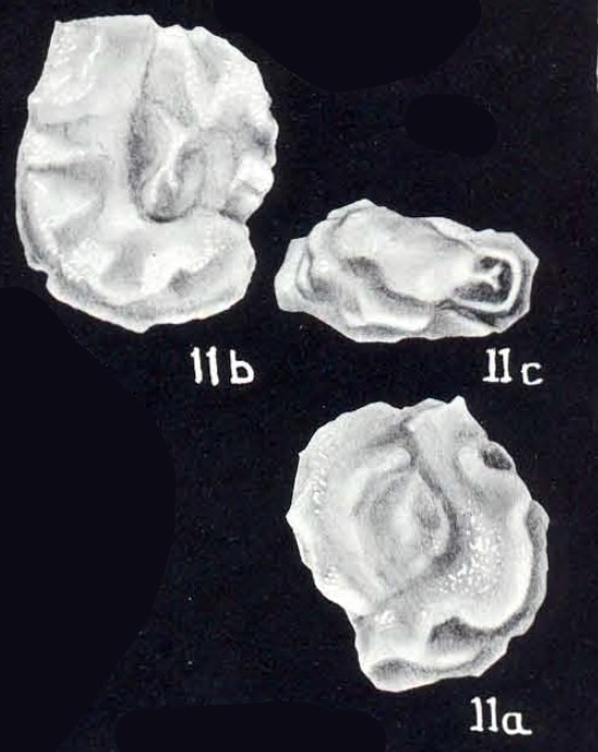 Triloculina (?) undosiformis McCulloch, 1981