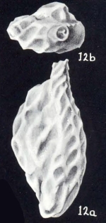 Quinqueloculina (?) rariformis McCulloch, 1981