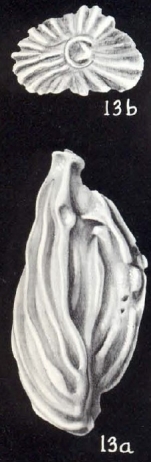 Quinqueloculina tricarinatiformis McCulloch, 1981