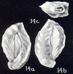 Quinqueloculina gualtieriformis McCulloch, 1981