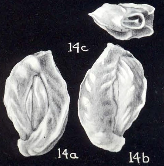 Quinqueloculina gualtieriformis McCulloch, 1981