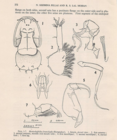 Heniochophilus branchialis