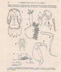 Heniochophilus branchialis