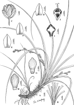 Analytical drawing of Carex yangchunensis