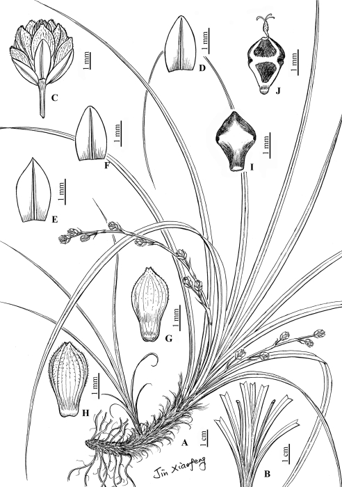 Analytical drawing of Carex yangchunensis Analytical drawing of Carex yangchunensis