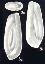 Quinqueloculina (?) obstipa McCulloch, 1981