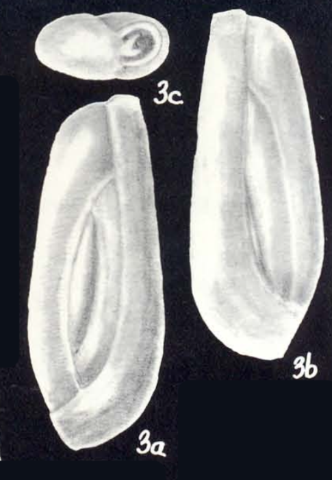 Quinqueloculina (?) obstipa McCulloch, 1981