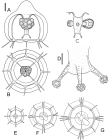 Lizzia blondina, medusa from English Channel