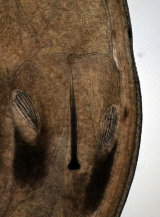 Stylet apparatus (specimen from the Black Sea) Stylet apparatus (specimen from the Black Sea)