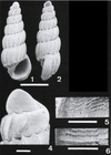 Rissoina fratercula Sleurs & Preece, 1994