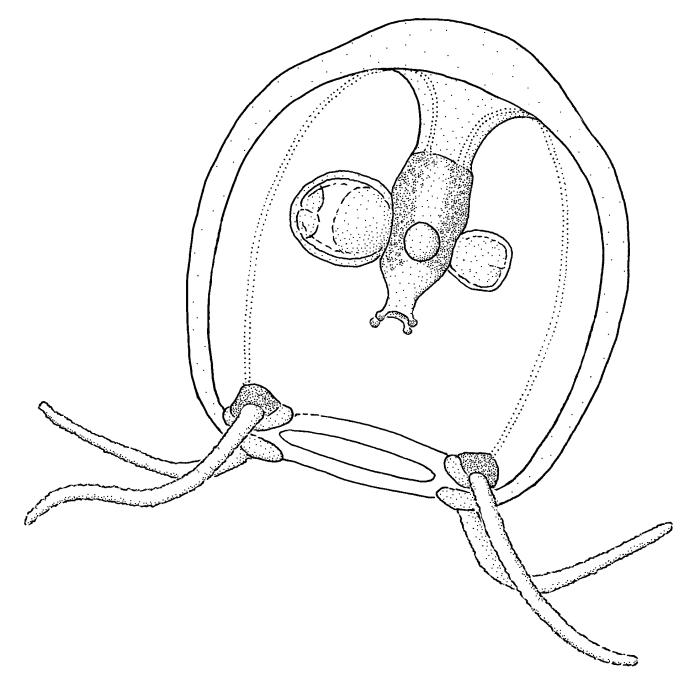 Podocorynoides minima, medusa