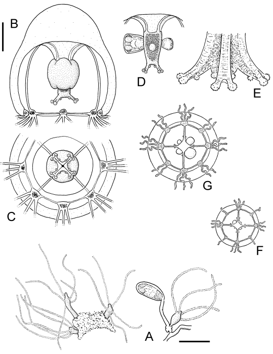 Rathkea octopunctata