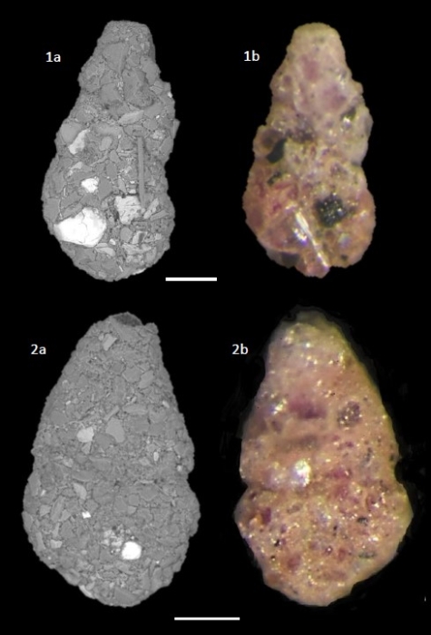 Ammotium morenoi (Acosta, 1940) Ammotium morenoi (Acosta, 1940)