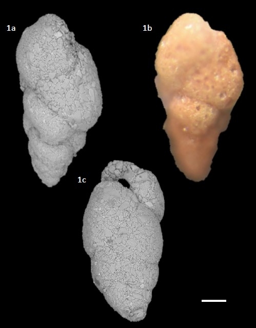 Eggerelloides scabrum (Williamson, 1858) Eggerelloides scabrum (Williamson, 1858)