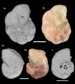 Entzia macrescens (Brady, 1870)