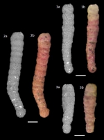 Polysaccammina hyperhalina Medioli, Scott and Petrucci, 1983