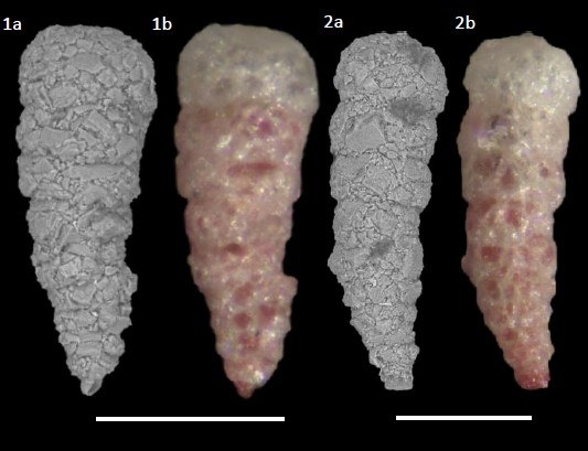 Reophax nana Rhumbler, 1913 Reophax nana Rhumbler, 1913