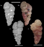 Textularia earlandi Parker, 1952