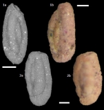 Miliammina fusca (Brady, 1870)