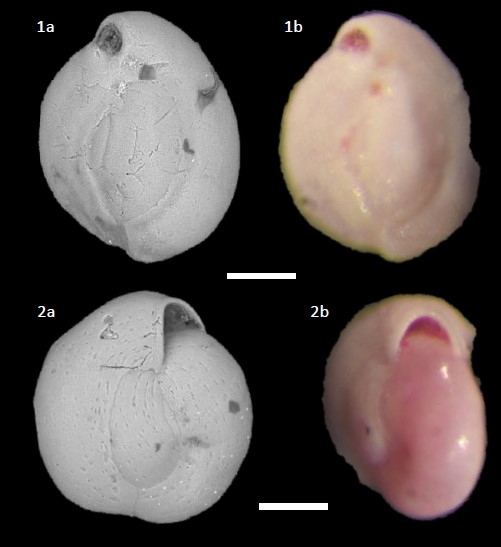 Miliolinella subrotunda (Montagu, 1803)