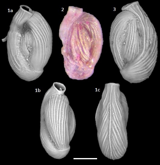 Quinqueloculina carinatastriata (Wiesner, 1923) Quinqueloculina carinatastriata (Wiesner, 1923)