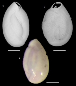 Quinqueloculina dimidiata Terquem, 1876