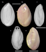 Quinqueloculina jugosa Cushman, 1944