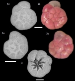 Ammonia confertitesta Zheng, 1978