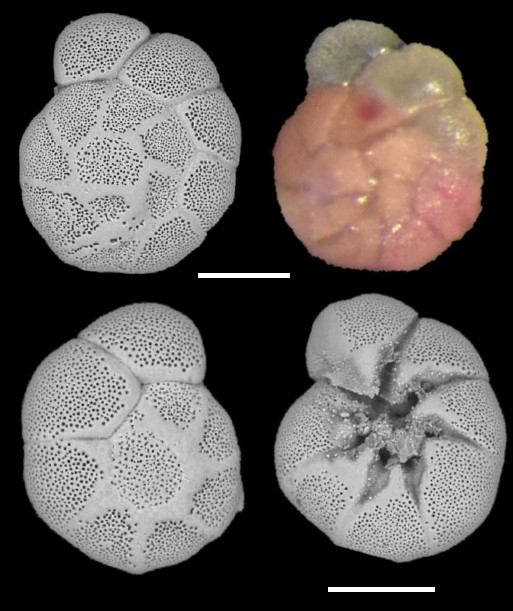 Ammonia veneta (Schultze, 1854)