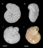 Elphidium decipiens (O.G.Costa, 1856)