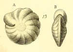 Polystomella decipiens Costa, 1856