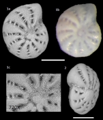 Elphidium gerthi van Voorthuysen, 1957