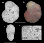 Cryptoelphidiella daisyana Langer & Hayward, 2025