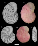 Elphidium margaritaceum Cushman, 1930