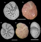 Cribroelphidium knudesnae Hayward & Holzmann, 2025